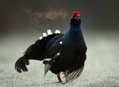 Lekking Kara Orman Tavuğu (Lyrurus tetrix).
