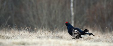 Lekking Kara Orman Tavuğu (Lyrurus tetrix) portre. 