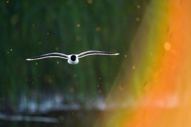 Karabaş martı (larus ridibundus) uçuş