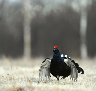 Lekking Kara Orman Tavuğu portre.