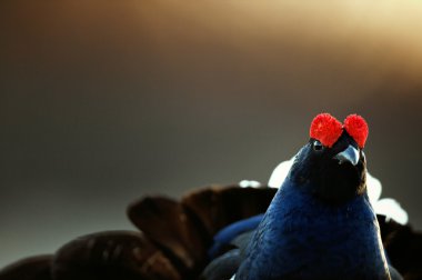 Lekking Kara Orman Tavuğu portre.