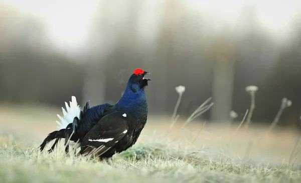 Lekking Negro urogallo — Foto de Stock