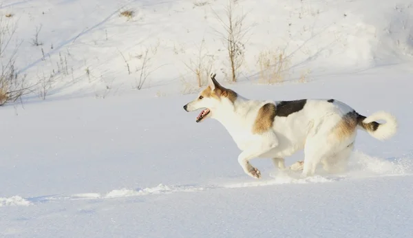 Husky läuft auf Schnee. — Stockfoto