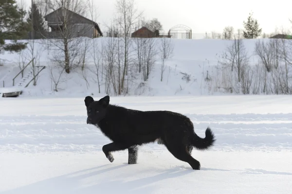 Svart hund på snö. — Stockfoto