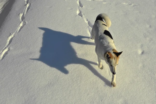 Laufender Husky — Stockfoto