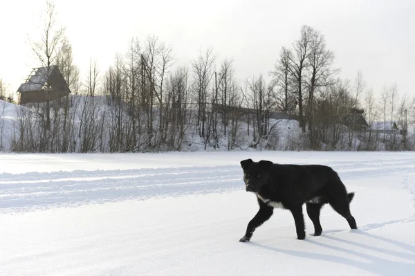 Svart hund på snö. — Stockfoto