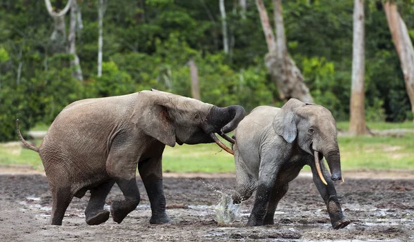 Lutter contre les éléphants dans la forêt du Congo — Photo