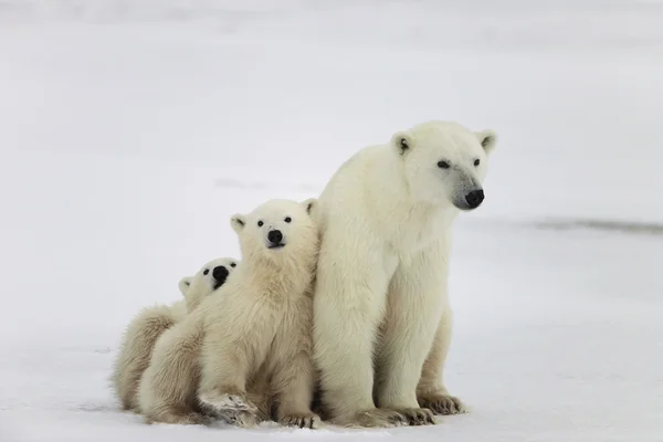 Ona niedźwiedzia polarnego z młode. — Zdjęcie stockowe