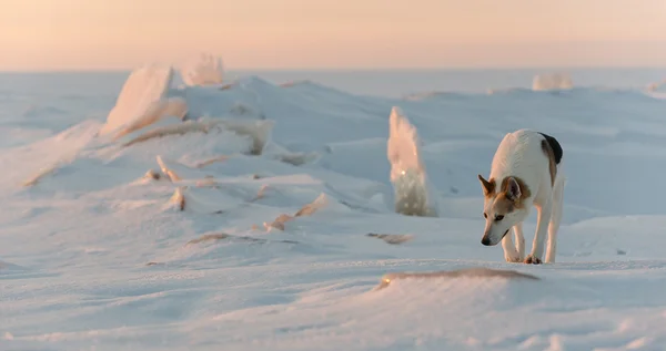 Vid solnedgången hunden gå — Stockfoto