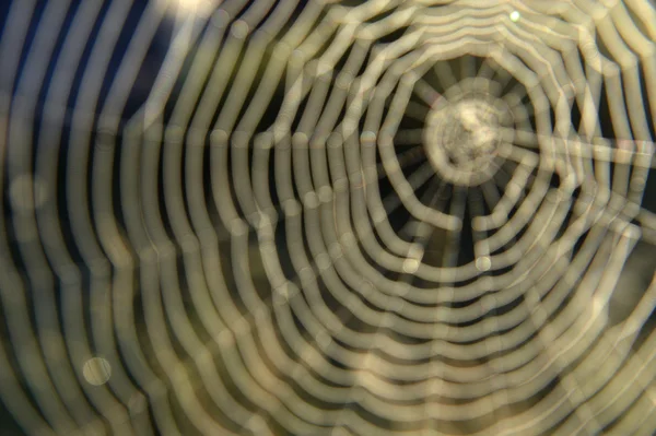 Spinnenweb op een weide — Stockfoto