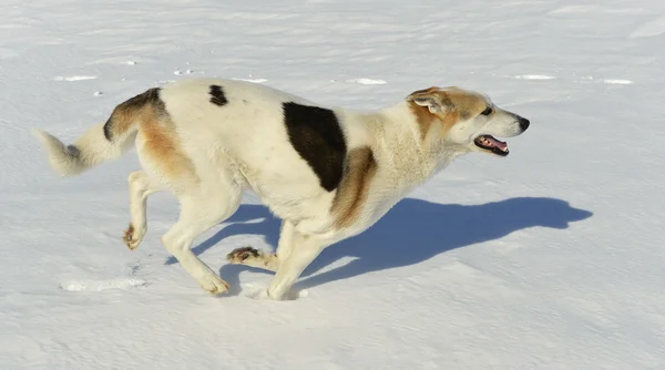Il cane corre rapidamente sulla neve — Foto Stock