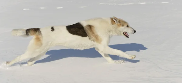 Hund läuft schnell auf Schnee — Stockfoto