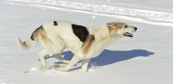 Perro corre rápidamente en la nieve — Foto de Stock