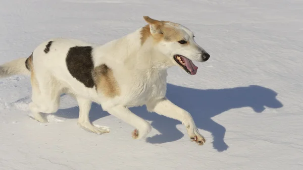 Perro corre rápidamente en la nieve — Foto de Stock