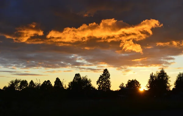 Zonsondergang achter een bomen. — Stockfoto