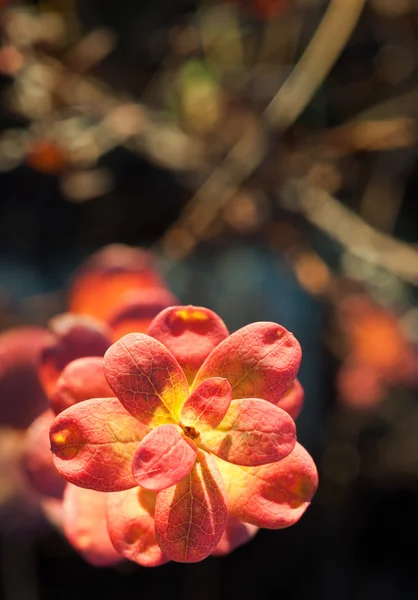 Hojas de otoño en la luz del atardecer — Foto de Stock