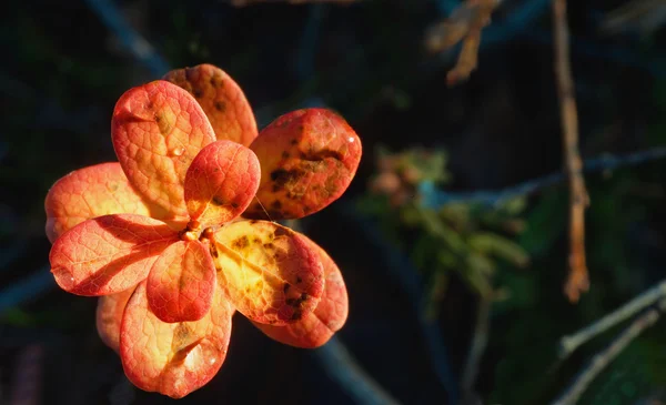 Herbstblätter im Sonnenuntergang — Stockfoto