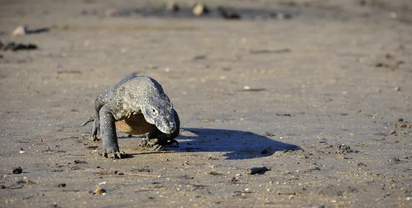 Komodo Dragon (Varanus nebulosus) — Stock fotografie