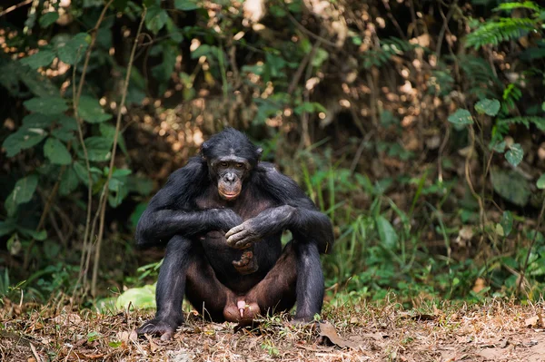 Retrato de Bonobo (Pan paniscus) . — Foto de Stock