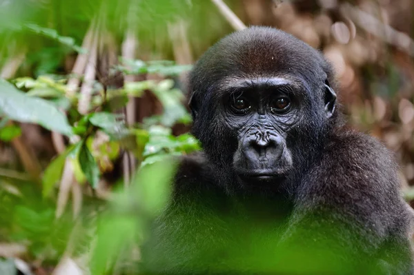 O gorila de planície ocidental — Fotografia de Stock
