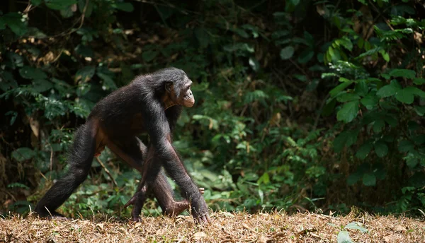 Bonobo (pan paniscus) porträtt. — Stockfoto