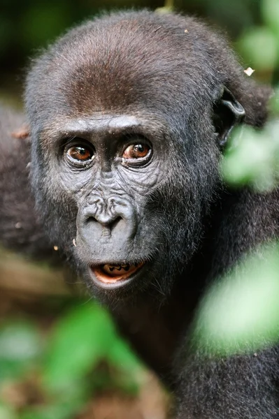 The western lowland gorilla — Stock Photo, Image