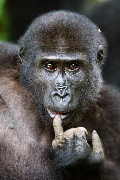 The western lowland gorilla — Stock Photo, Image