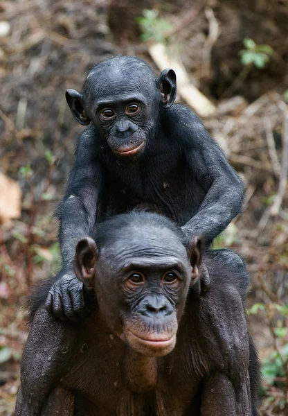 倭黑猩猩幼仔和母亲. — 图库照片
