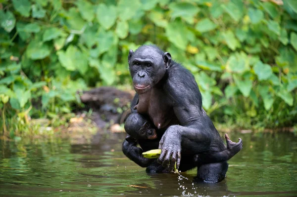 Bonobo med unge i vattnet — Stockfoto