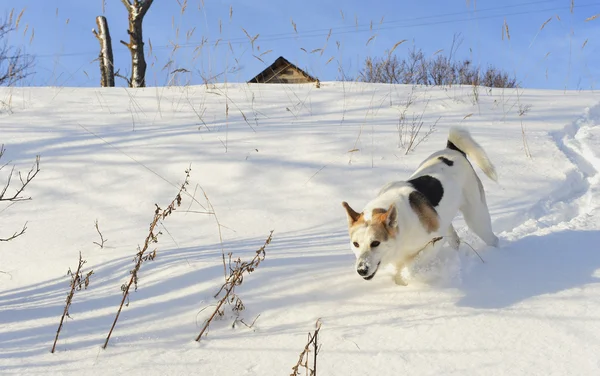 狗在雪上快速运行 — 图库照片