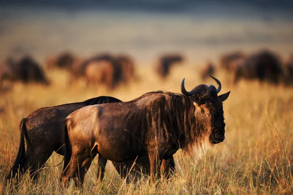 Gün batımında siyah Wildebeest. — Stok fotoğraf