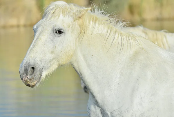Retrato de um cavalo branco de Camargue — Fotografia de Stock