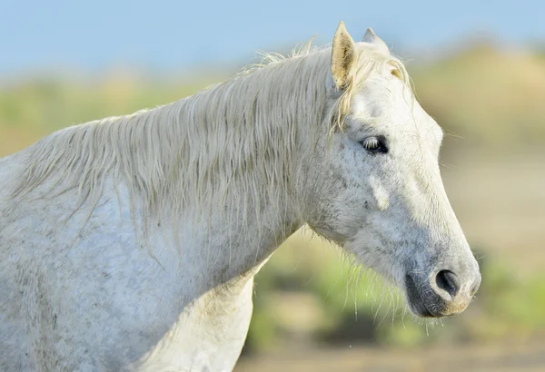 Portrait of a white horse of Camargue — Stock Photo, Image