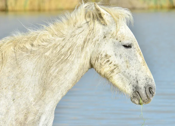 Portret białego konia Camargue — Zdjęcie stockowe