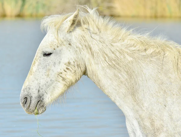 一匹白马的玛格的肖像 — 图库照片