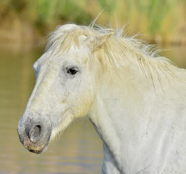 Πορτρέτο του ένα άσπρο άλογο της Camargue — Φωτογραφία Αρχείου