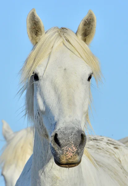 Πορτρέτο ενός αλόγου της Camargue — Φωτογραφία Αρχείου