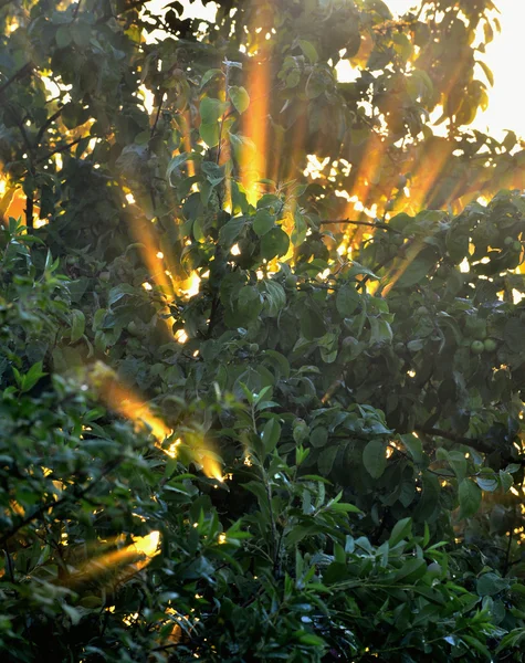 I raggi del sole attraverso il fogliame — Foto Stock