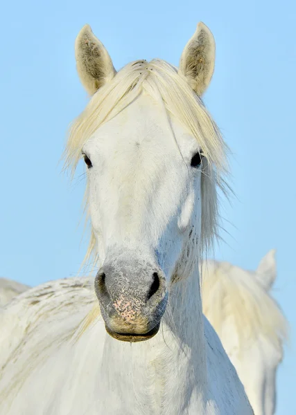 Portret białego konia Camargue — Zdjęcie stockowe