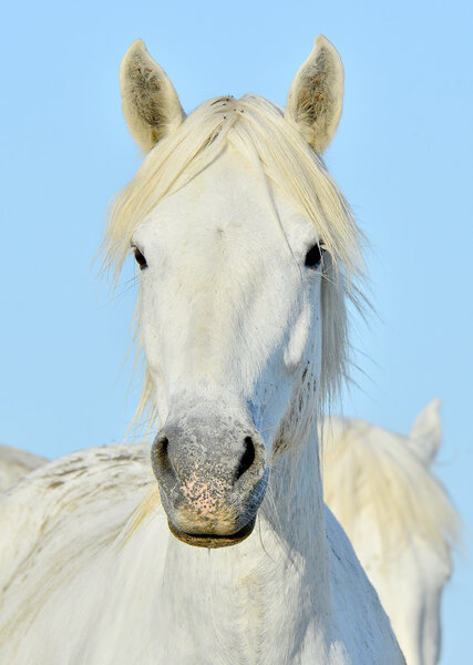 Portrait of a white horse of Camargue