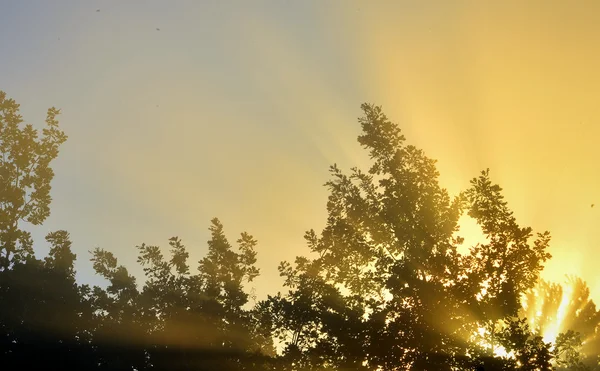 Güneş ışınları ve bitki örtüsü üzerinden — Stok fotoğraf