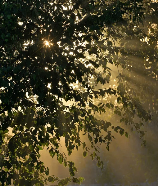 Солнечные лучи сквозь листву — стоковое фото