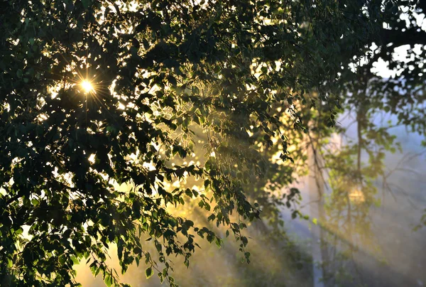 I raggi del sole attraverso il fogliame — Foto Stock