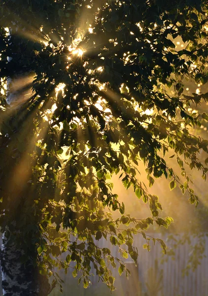 Rayons du soleil à travers le feuillage — Photo