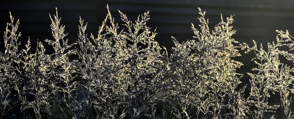 Herbe dans le dos Lumière sur fond sombre — Photo