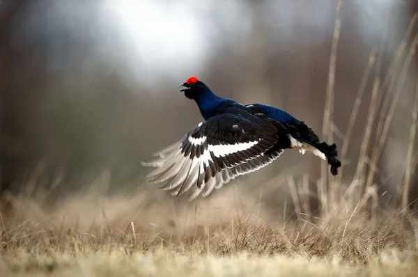 Jumping Black Grouse — Stock Photo, Image