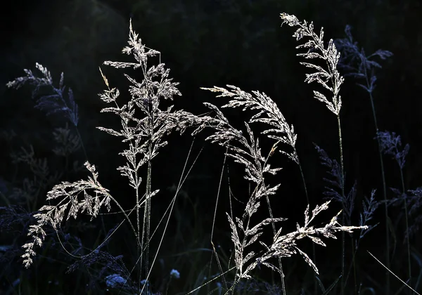 Grass in achtergrondverlichting op donkere achtergrond — Stockfoto