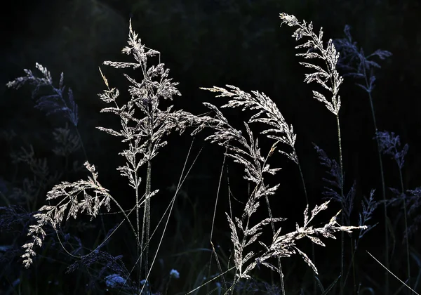 Hierba en contraluz Luz sobre fondo oscuro — Foto de Stock