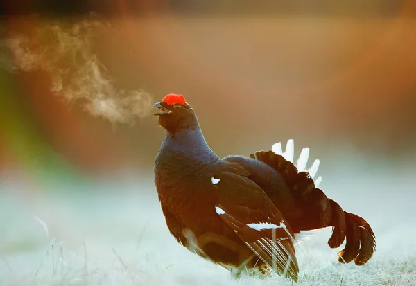 Lekking Black Grouse (Lyrurus tetrix). — Fotografia de Stock