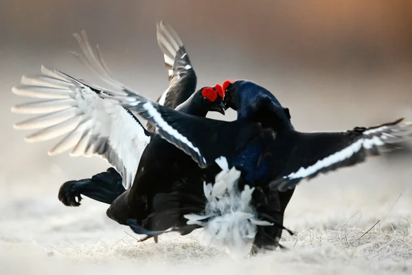 Lucha contra el urogallo negro — Foto de Stock